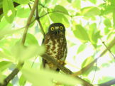 Brown hawk owl