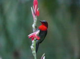 Crimson Sunbird