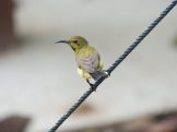 female sunbird