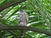 Goshawk