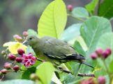 Green pigeon