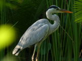 Grey heron