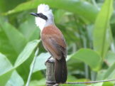 Laughing thrush