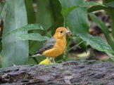 Orange headed thrush