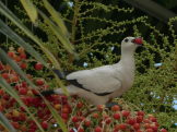 Pied imperial pigeon