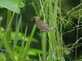 Scaly
                        breasted munia