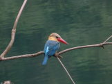 Stork-billed kingfisher