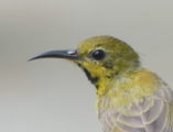 Sunbird