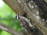 Sunda pygmy woodpecker