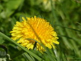 Dandelion